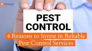 Many Reasons Why Pest Terminators Are A Smart Investment Thetimesproject