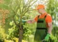 Top Advantages of Working with a Professional Tree Service