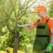 Top Advantages of Working with a Professional Tree Service